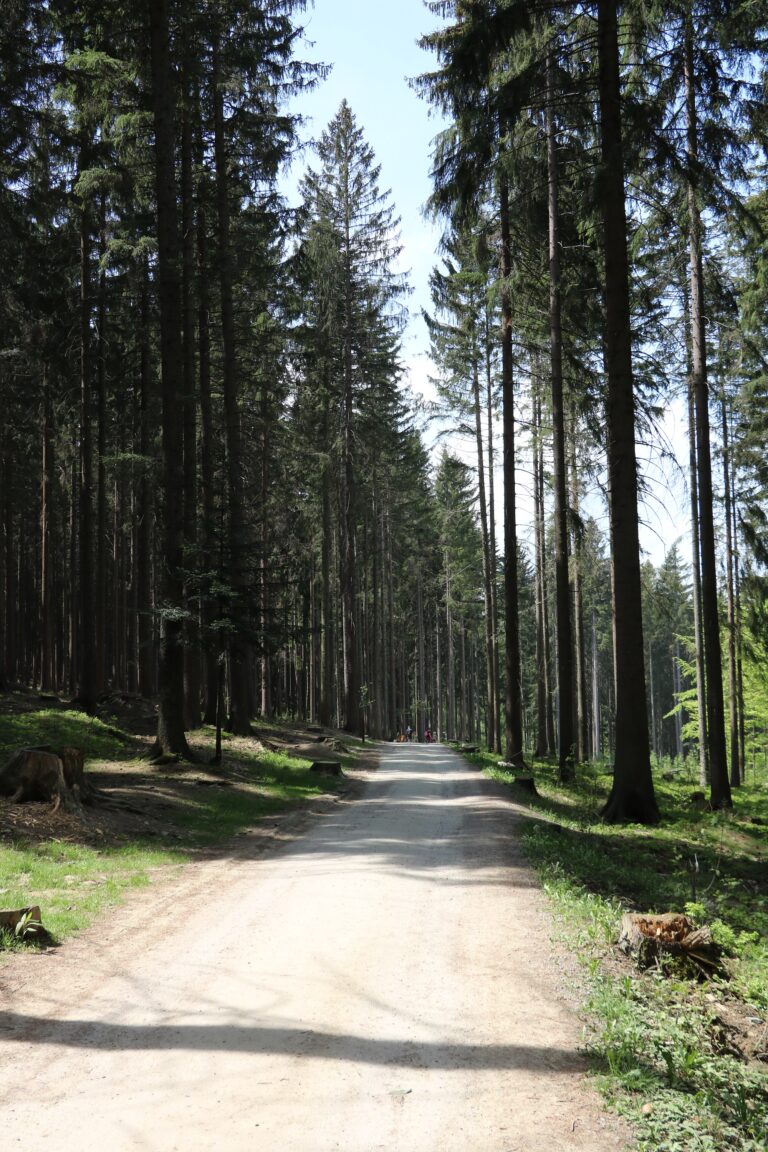 Pohocesta na Kašperk